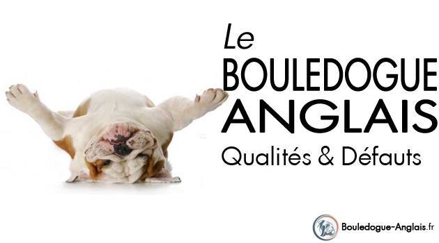 Qualités défauts bulldog anglais