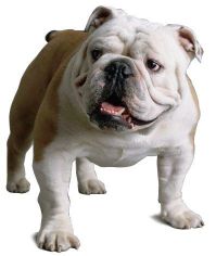 bulldog anglais