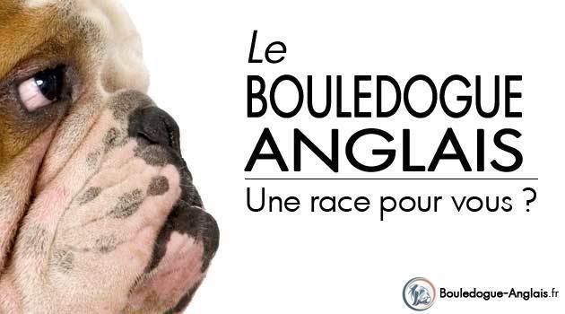 Race bouledogue anglais
