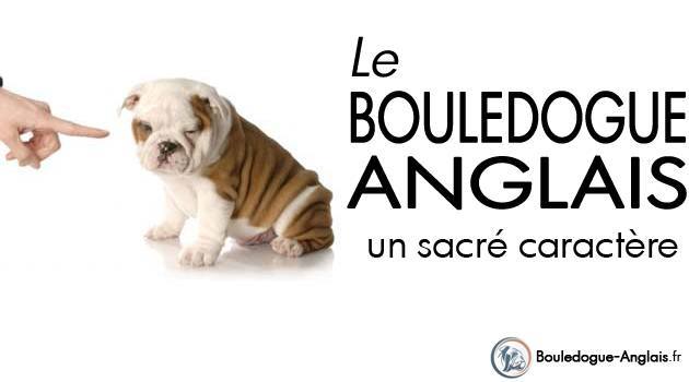 Caractère du Bulldog Anglais
