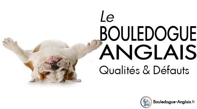 La Race du Bouledogue Anglais