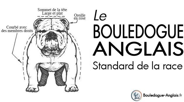 La Race du Bouledogue Anglais