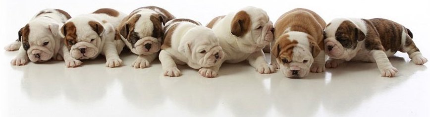 Bouledogue Anglais